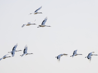 Red-crowned cranes fly in Yancheng Wetland Rare Birds National Nature Reserve in Yancheng, China, on December 14, 2024. (