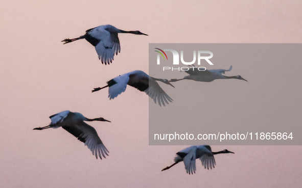 Red-crowned cranes fly in Yancheng Wetland Rare Birds National Nature Reserve in Yancheng, China, on December 14, 2024. 