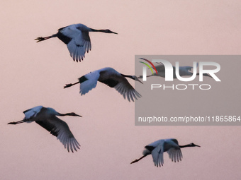 Red-crowned cranes fly in Yancheng Wetland Rare Birds National Nature Reserve in Yancheng, China, on December 14, 2024. (