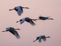 Red-crowned cranes fly in Yancheng Wetland Rare Birds National Nature Reserve in Yancheng, China, on December 14, 2024. (