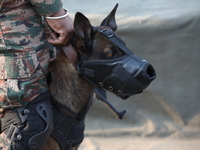 An Indian army soldier with his pet dog performs a skill during the full dress rehearsal ahead of ''Vijay Diwas,'' a ceremony to celebrate t...