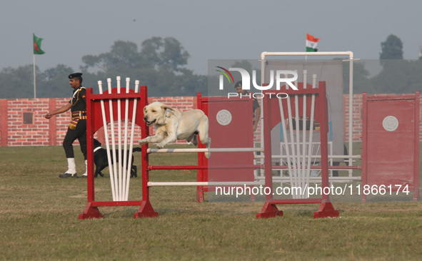 An Indian army dog performs a skill during the full dress rehearsal ahead of ''Vijay Diwas,'' a ceremony to celebrate the liberation of Bang...