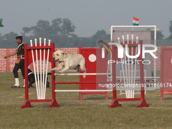 An Indian army dog performs a skill during the full dress rehearsal ahead of ''Vijay Diwas,'' a ceremony to celebrate the liberation of Bang...