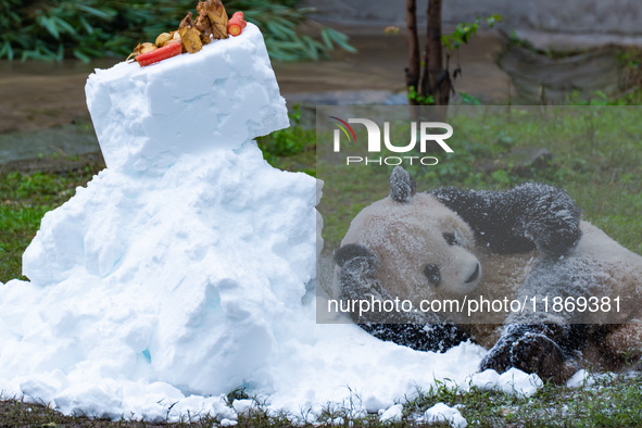 Giant pandas play in a snow group at Chongqing Zoo in Chongqing, China, on December 14, 2024. 