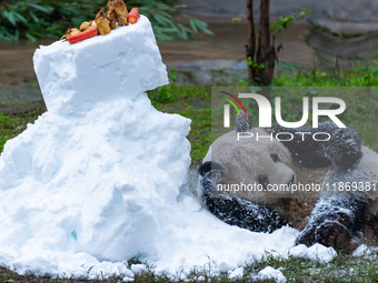 Giant pandas play in a snow group at Chongqing Zoo in Chongqing, China, on December 14, 2024. (