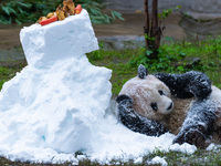 Giant pandas play in a snow group at Chongqing Zoo in Chongqing, China, on December 14, 2024. (