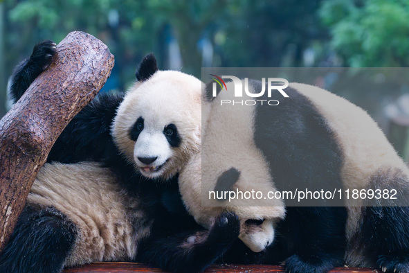 Giant pandas play at Chongqing Zoo in Chongqing, China, on December 14, 2024. 