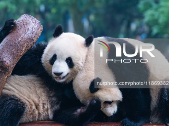 Giant pandas play at Chongqing Zoo in Chongqing, China, on December 14, 2024. (