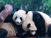 Giant pandas play at Chongqing Zoo in Chongqing, China, on December 14, 2024. (