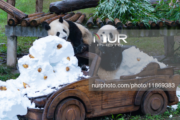 Giant pandas play in a snow group at Chongqing Zoo in Chongqing, China, on December 14, 2024. 