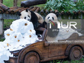 Giant pandas play in a snow group at Chongqing Zoo in Chongqing, China, on December 14, 2024. (