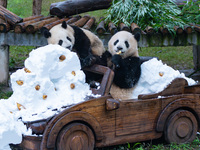 Giant pandas play in a snow group at Chongqing Zoo in Chongqing, China, on December 14, 2024. (