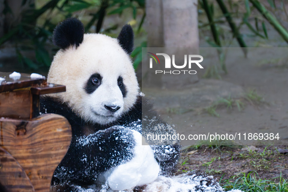 Giant pandas play in a snow group at Chongqing Zoo in Chongqing, China, on December 14, 2024. 