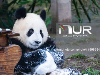 Giant pandas play in a snow group at Chongqing Zoo in Chongqing, China, on December 14, 2024. (