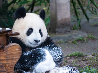 Giant pandas play in a snow group at Chongqing Zoo in Chongqing, China, on December 14, 2024. (