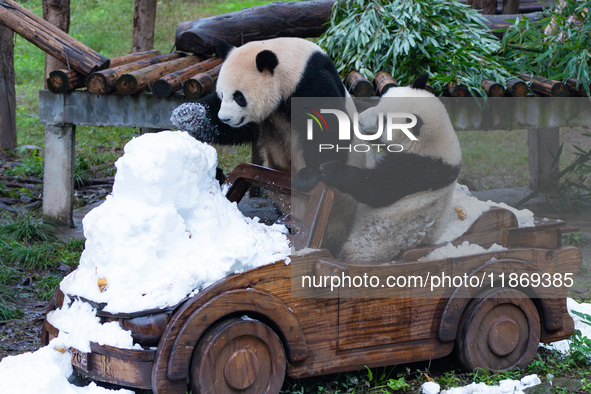 Giant pandas play in a snow group at Chongqing Zoo in Chongqing, China, on December 14, 2024. 