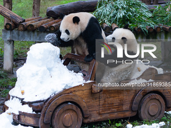 Giant pandas play in a snow group at Chongqing Zoo in Chongqing, China, on December 14, 2024. (