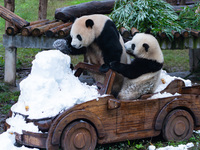 Giant pandas play in a snow group at Chongqing Zoo in Chongqing, China, on December 14, 2024. (