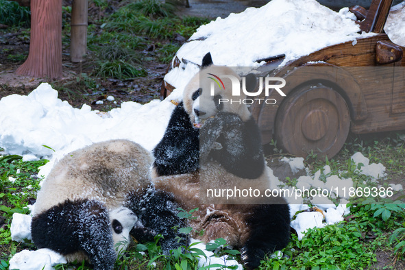 Giant pandas play in a snow group at Chongqing Zoo in Chongqing, China, on December 14, 2024. 