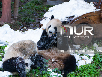 Giant pandas play in a snow group at Chongqing Zoo in Chongqing, China, on December 14, 2024. (