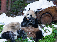 Giant pandas play in a snow group at Chongqing Zoo in Chongqing, China, on December 14, 2024. (