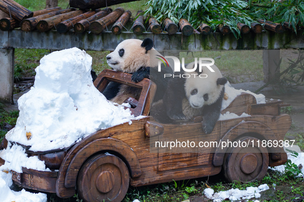 Giant pandas play in a snow group at Chongqing Zoo in Chongqing, China, on December 14, 2024. 