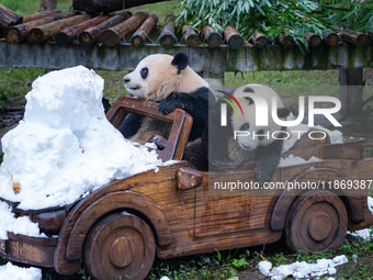 Giant pandas play in a snow group at Chongqing Zoo in Chongqing, China, on December 14, 2024. (