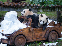 Giant pandas play in a snow group at Chongqing Zoo in Chongqing, China, on December 14, 2024. (