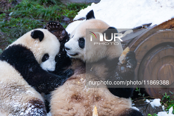 Giant pandas play in a snow group at Chongqing Zoo in Chongqing, China, on December 14, 2024. 