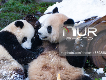 Giant pandas play in a snow group at Chongqing Zoo in Chongqing, China, on December 14, 2024. (