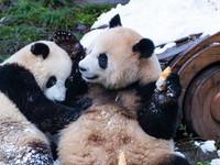 Giant pandas play in a snow group at Chongqing Zoo in Chongqing, China, on December 14, 2024. (