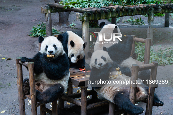 Giant pandas play in a snow group at Chongqing Zoo in Chongqing, China, on December 14, 2024. 