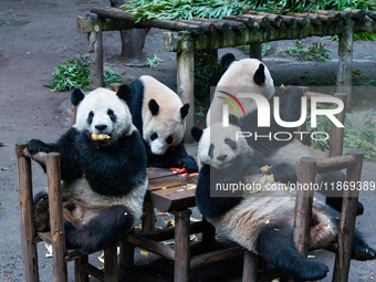 Giant pandas play in a snow group at Chongqing Zoo in Chongqing, China, on December 14, 2024. (