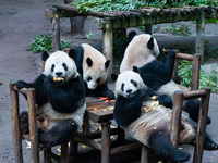 Giant pandas play in a snow group at Chongqing Zoo in Chongqing, China, on December 14, 2024. (