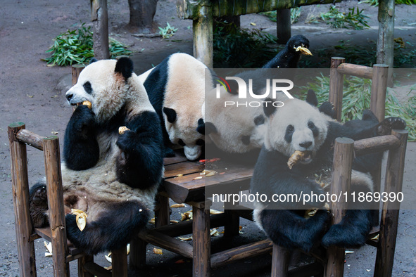 Giant pandas play in a snow group at Chongqing Zoo in Chongqing, China, on December 14, 2024. 