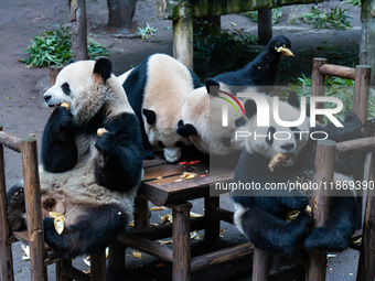 Giant pandas play in a snow group at Chongqing Zoo in Chongqing, China, on December 14, 2024. (