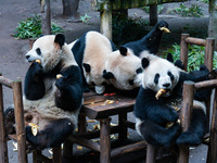 Giant pandas play in a snow group at Chongqing Zoo in Chongqing, China, on December 14, 2024. (