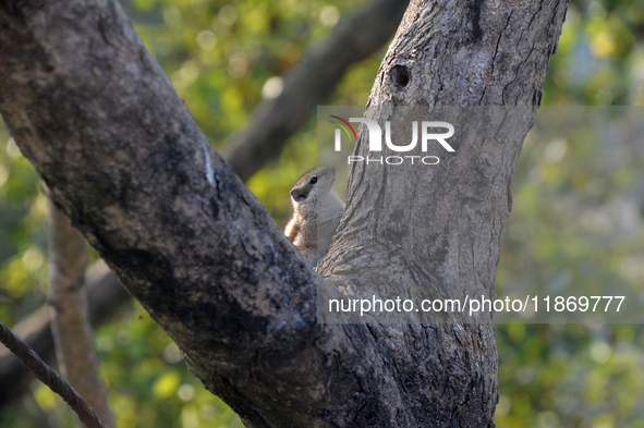 A squirrel eats food on a wall near a tree in Siliguri, India, on December 15, 2024. 