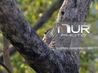 A squirrel eats food on a wall near a tree in Siliguri, India, on December 15, 2024. (