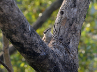 A squirrel eats food on a wall near a tree in Siliguri, India, on December 15, 2024. (