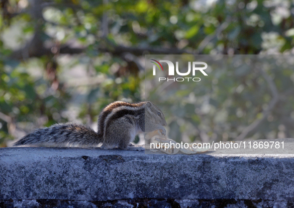 A squirrel eats food on a wall near a tree in Siliguri, India, on December 15, 2024. 