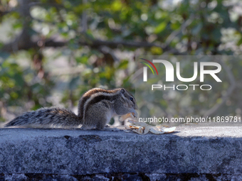 A squirrel eats food on a wall near a tree in Siliguri, India, on December 15, 2024. (