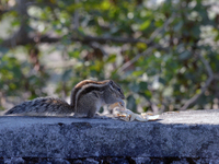 A squirrel eats food on a wall near a tree in Siliguri, India, on December 15, 2024. (