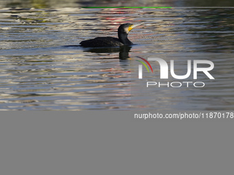 A migratory bird, the Neotropic Cormorant or Olivaceous Cormorant (Phalacrocorax brasilianus or Phalacrocorax olivaceus), searches for fish...