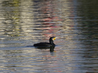 A migratory bird, the Neotropic Cormorant or Olivaceous Cormorant (Phalacrocorax brasilianus or Phalacrocorax olivaceus), searches for fish...