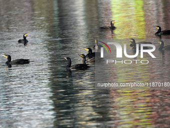 A migratory bird, the Neotropic Cormorant or Olivaceous Cormorant (Phalacrocorax brasilianus or Phalacrocorax olivaceus), searches for fish...