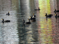 A migratory bird, the Neotropic Cormorant or Olivaceous Cormorant (Phalacrocorax brasilianus or Phalacrocorax olivaceus), searches for fish...