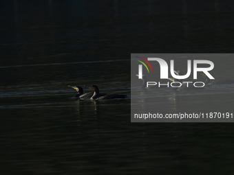 A migratory bird, the Neotropic Cormorant or Olivaceous Cormorant (Phalacrocorax brasilianus or Phalacrocorax olivaceus), searches for fish...