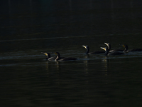 A migratory bird, the Neotropic Cormorant or Olivaceous Cormorant (Phalacrocorax brasilianus or Phalacrocorax olivaceus), searches for fish...