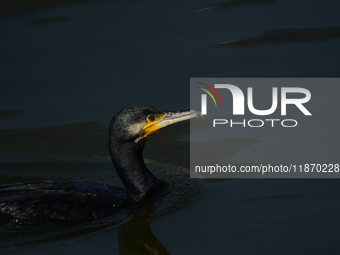 A migratory bird, the Neotropic Cormorant or Olivaceous Cormorant (Phalacrocorax brasilianus or Phalacrocorax olivaceus), searches for fish...